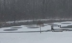 New York: misteriosi cerchi appaiono su un lago