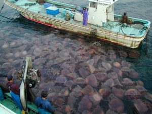 Meduse killer assediano le spiagge della Thailandia
