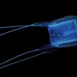 Meduse killer assediano le spiagge della Thailandia