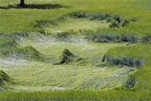 Misteriosi cerchi apparsi in un campo di mais in Francia