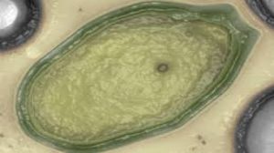 Siberia, virus gigante si risveglia dopo 30.000 anni