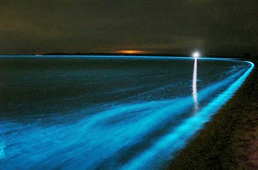Porto Rico: la baia Bioluminescente "si è spenta"